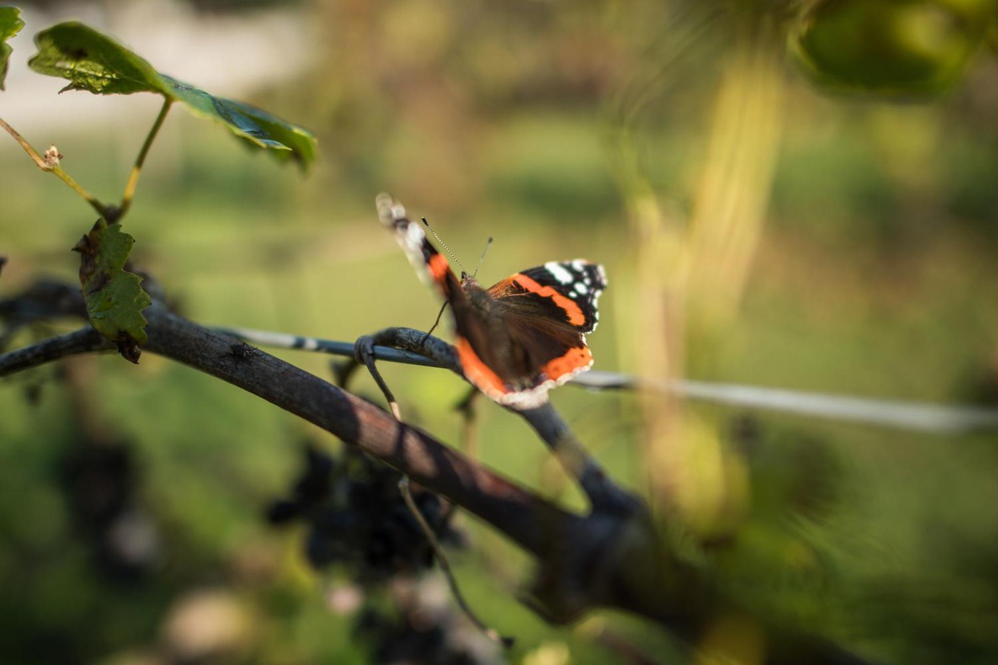 Agriturismo Beatilla Marmirolo エクステリア 写真